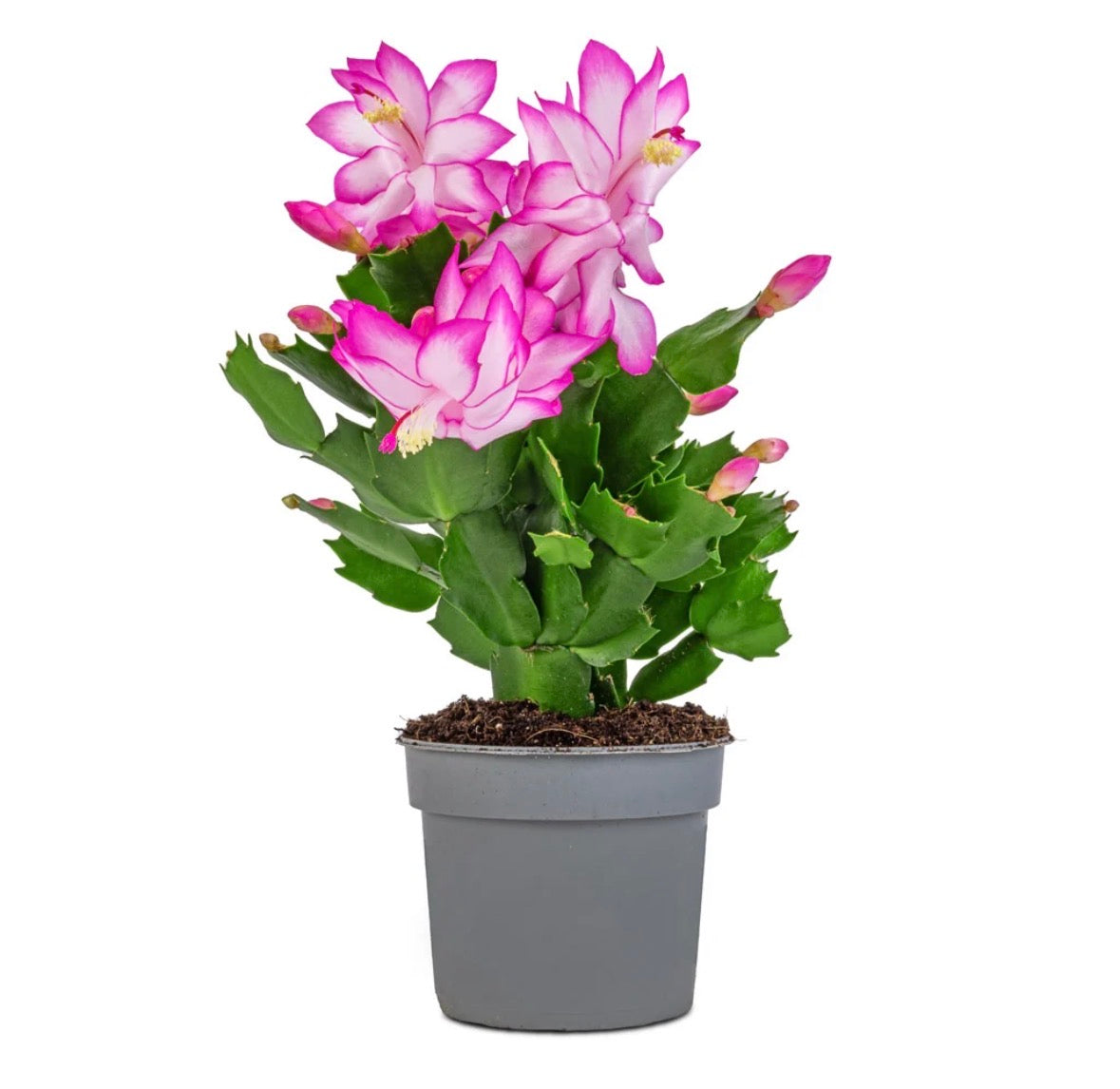 Schlumbergera Pink Christmas Cactus