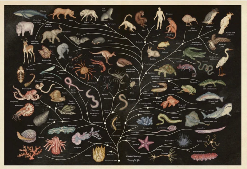 Animalium New Edition Book