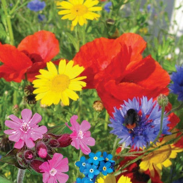 Featherbom & Urban Bloomer Seedbom - Mixed CDU Pack