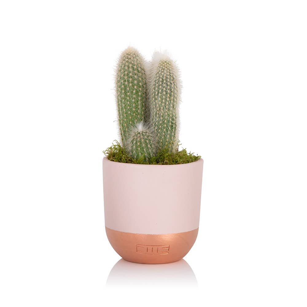 British Grown Cactus in Ceramic Pot for Indoor Décor 🌵: Small (15-30cm) / Black And Gold