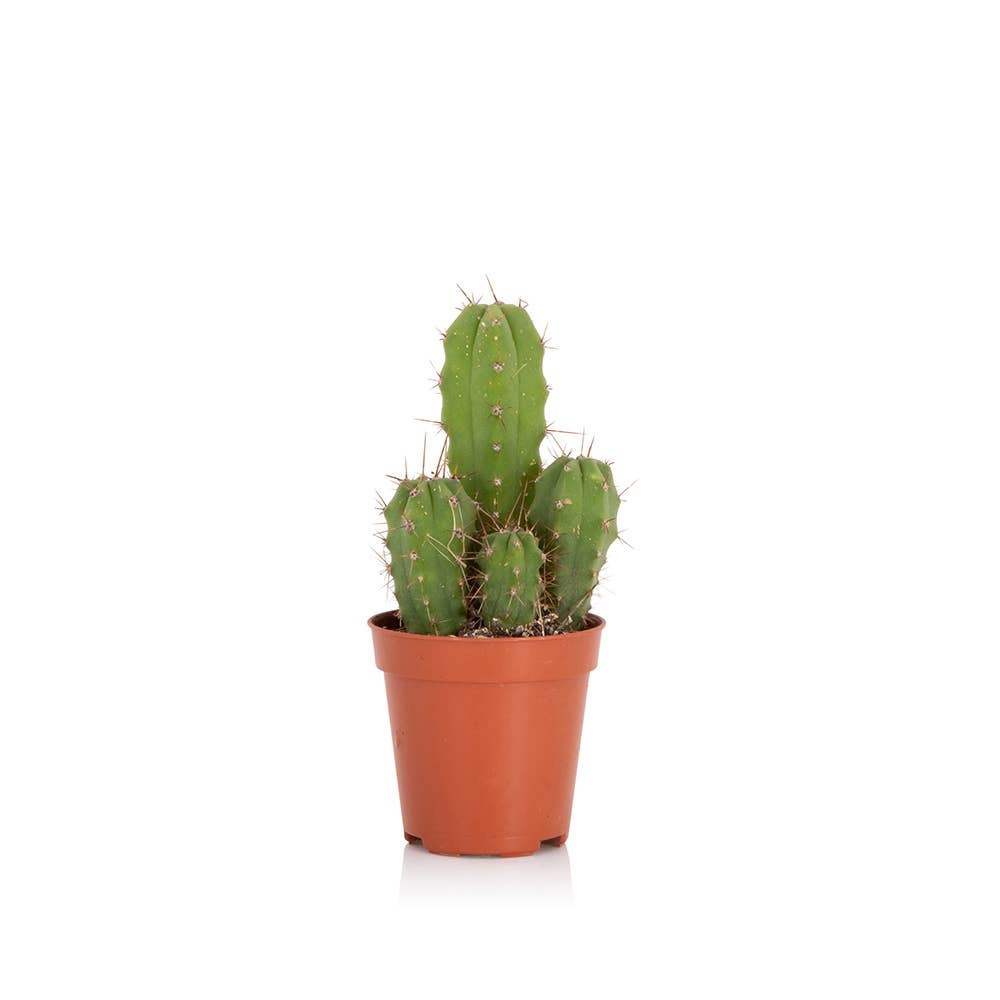 British Grown Cactus in Ceramic Pot for Indoor Décor 🌵: Small (15-30cm) / Black And Gold