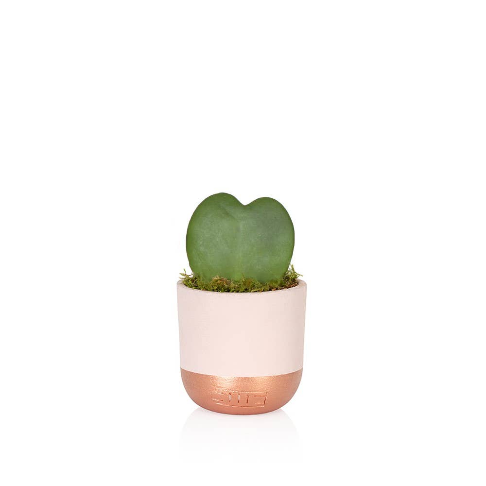 Hoya Kerrii (Single Heart) 💚: Mini (10-15cm) / Black And Gold