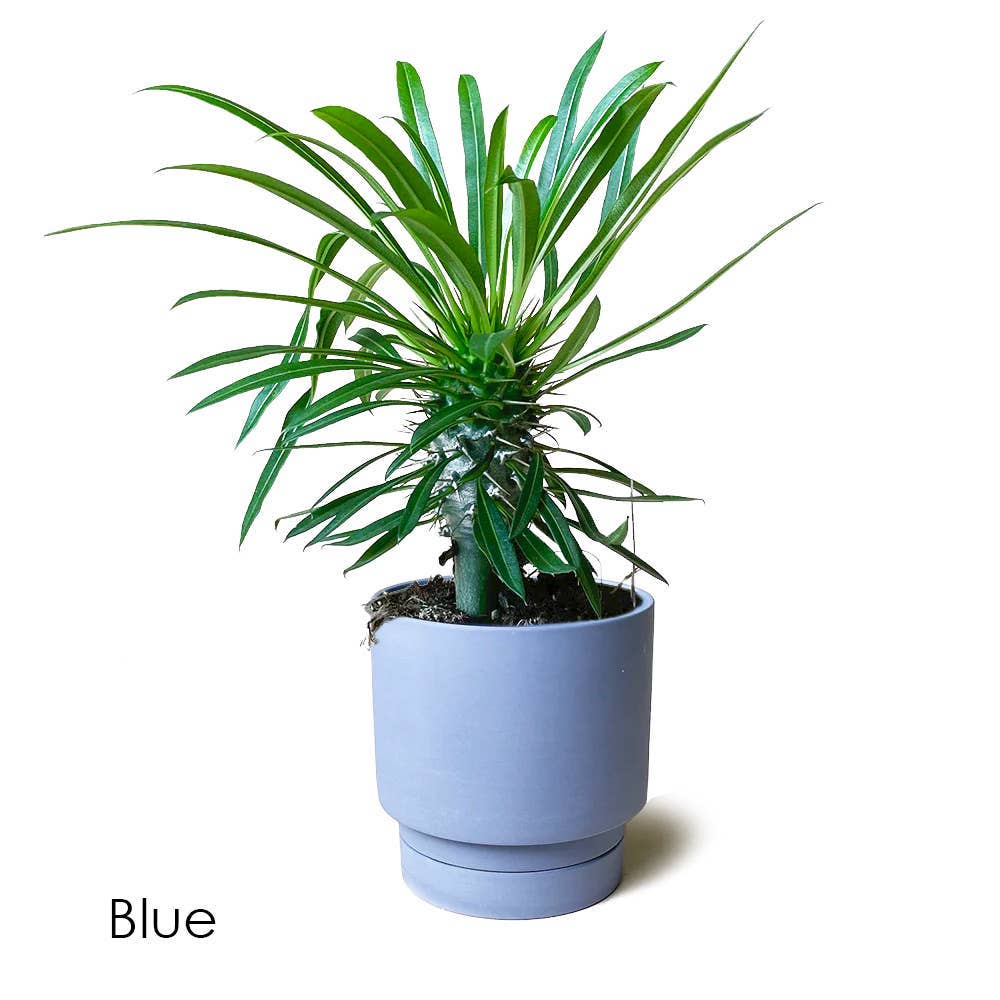 Casey Indoor Ceramic Planter Self Watering Pot: Olive