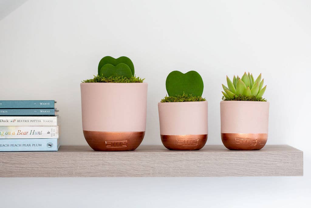 Hoya Kerrii (Single Heart) 💚: Mini (10-15cm) / Pink And Copper