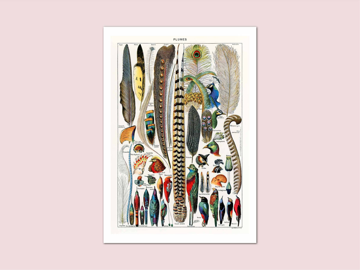 Plumes Feathers Millot Vintage Print: A3