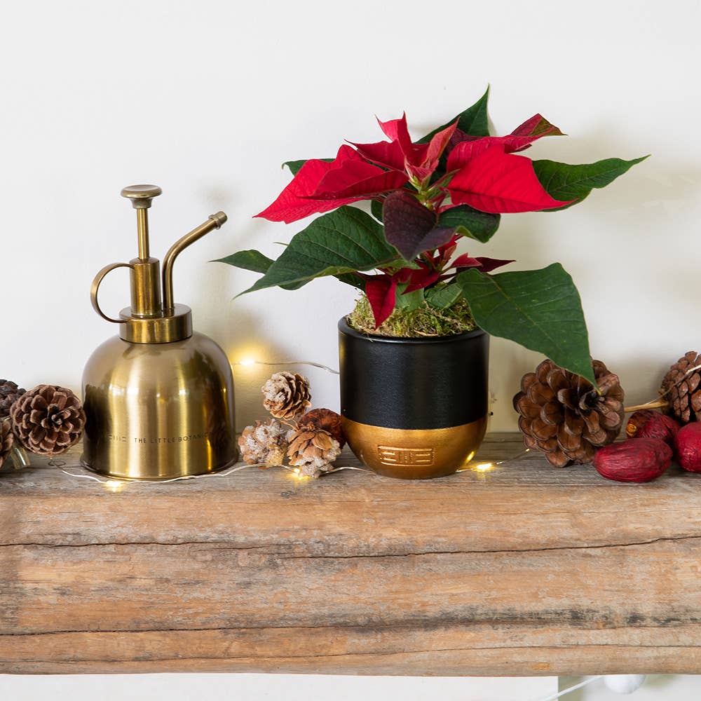 British Grown Poinsettias in black/gold pot🎅