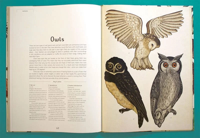 Animalium New Edition Book