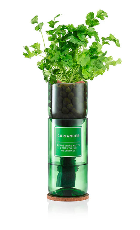Hydro-Herb Corriander
