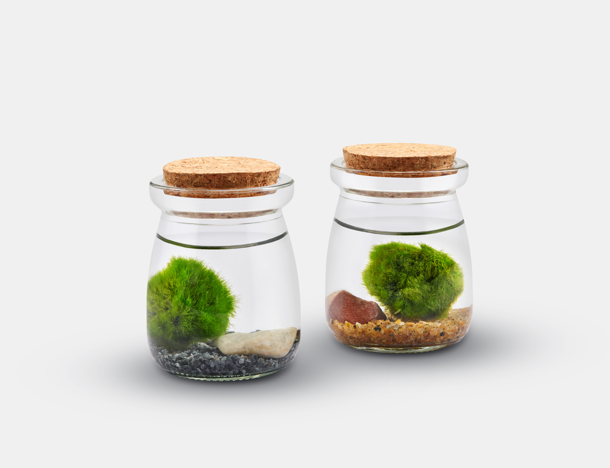 Moss Jars: Large