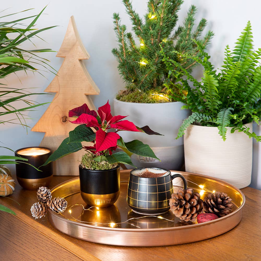 British Grown Poinsettias in black/gold pot🎅