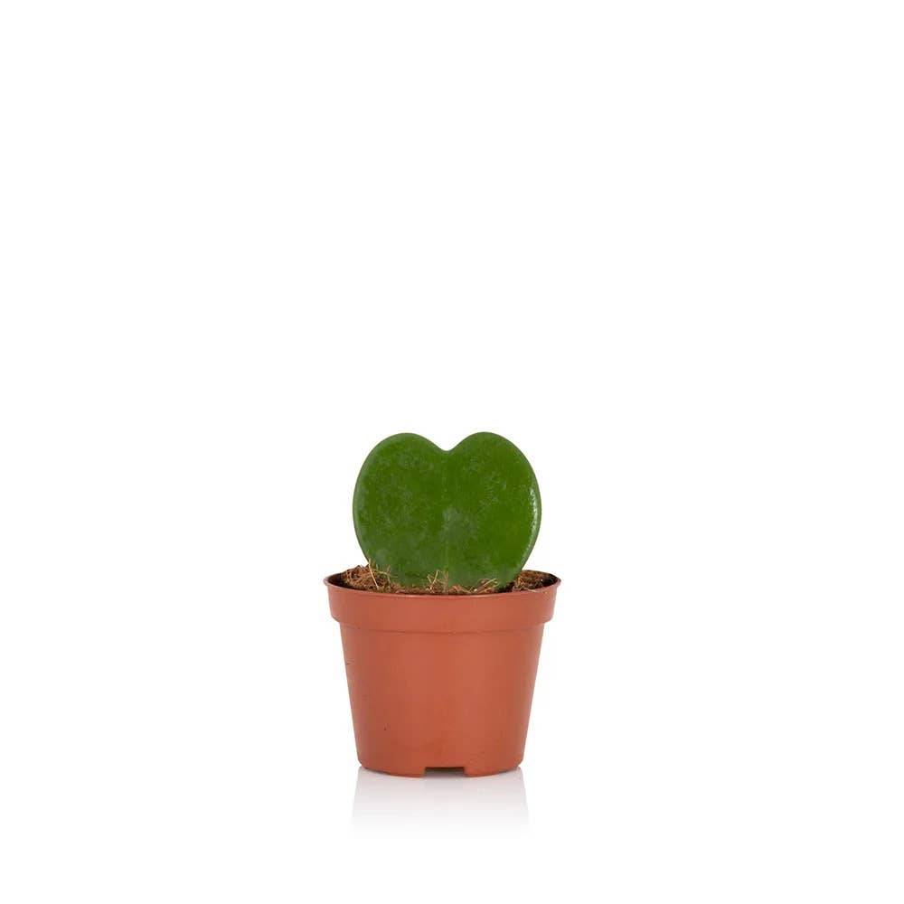 Hoya Kerrii (Single Heart) 💚: Mini (10-15cm) / Black And Gold