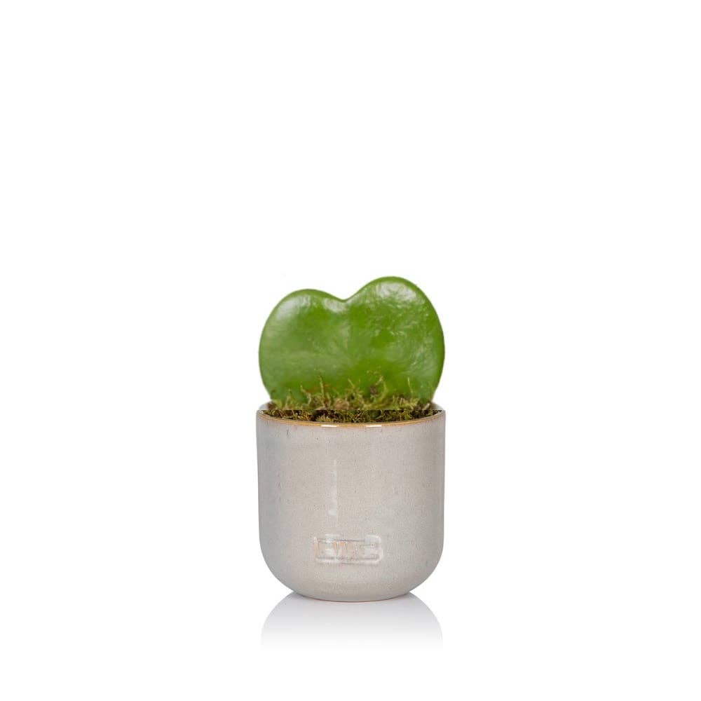Hoya Kerrii (Single Heart) 💚: Mini (10-15cm) / Pink And Copper