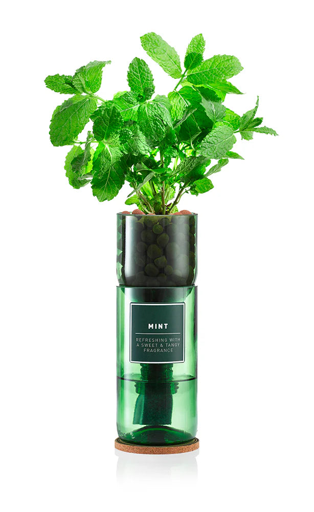 Hydro-Herb Mint