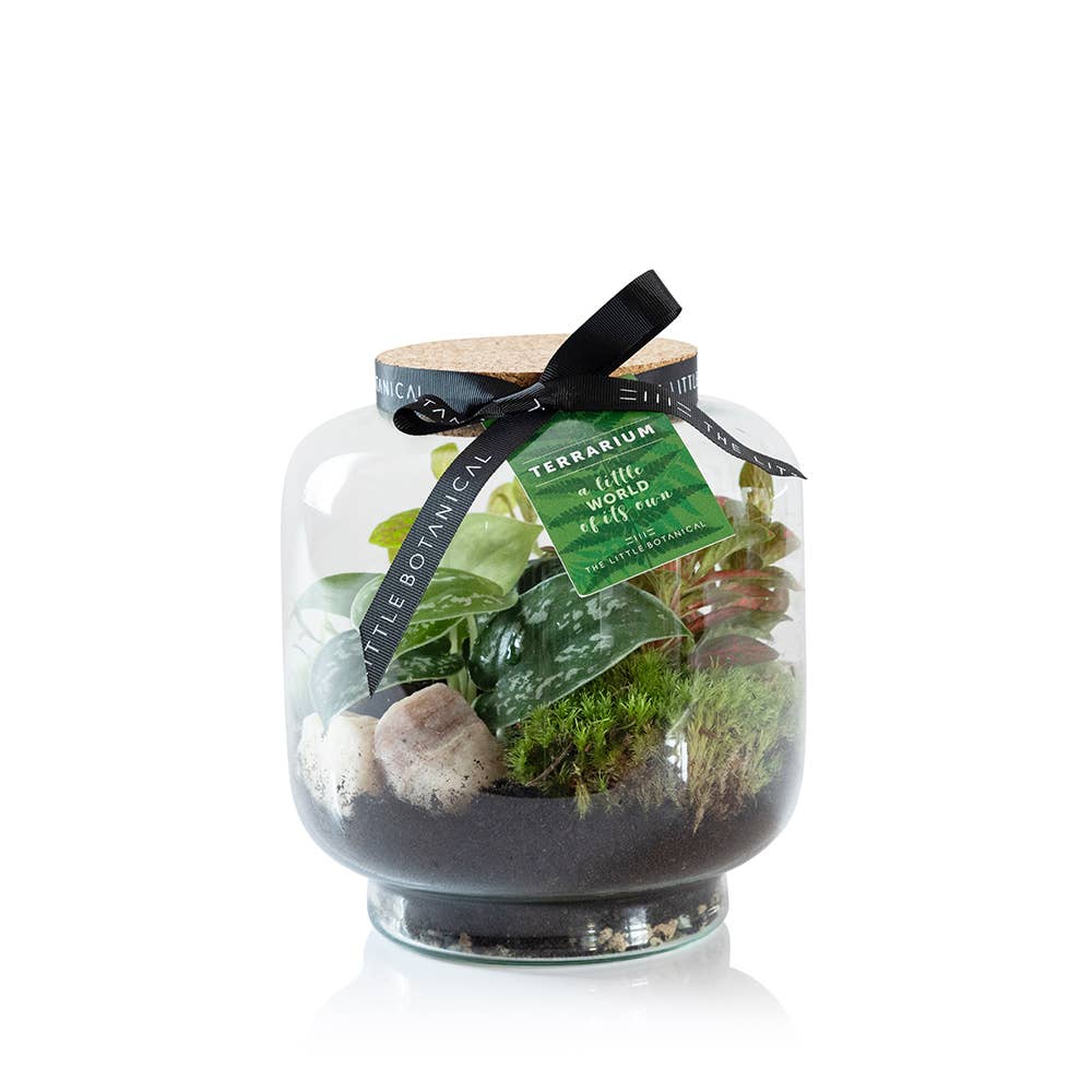 Round Glass Terrarium - Pre-Planted &amp; Easy Care