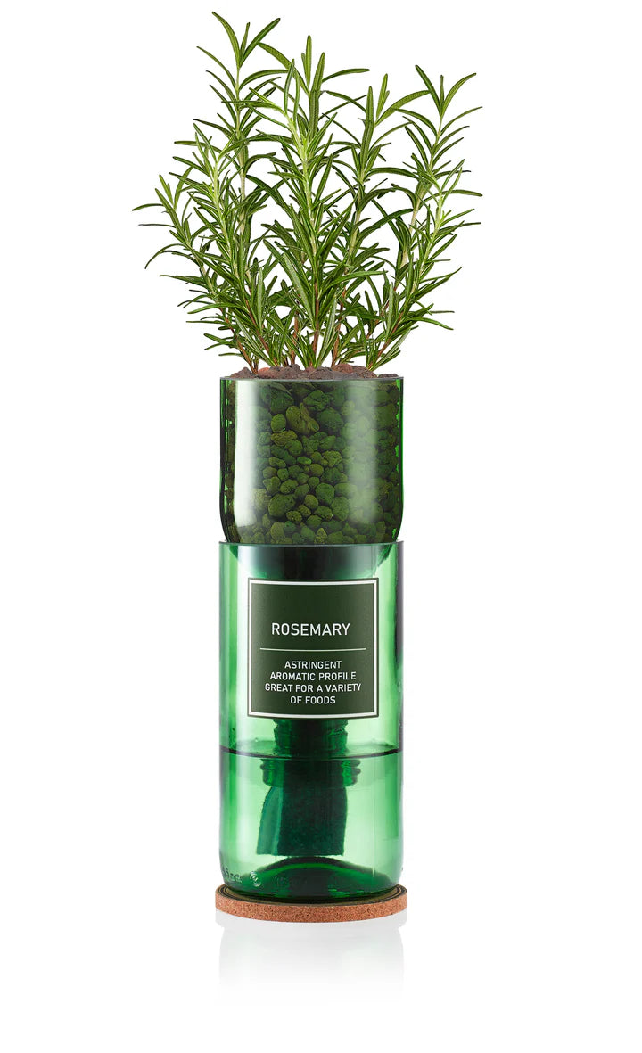 Hydro-Herb Rosemary
