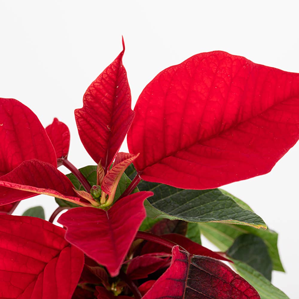 British Grown Poinsettias in black/gold pot🎅