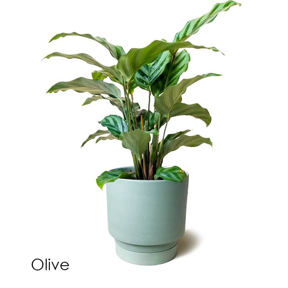 Casey Indoor Ceramic Planter Self Watering Pot: Olive