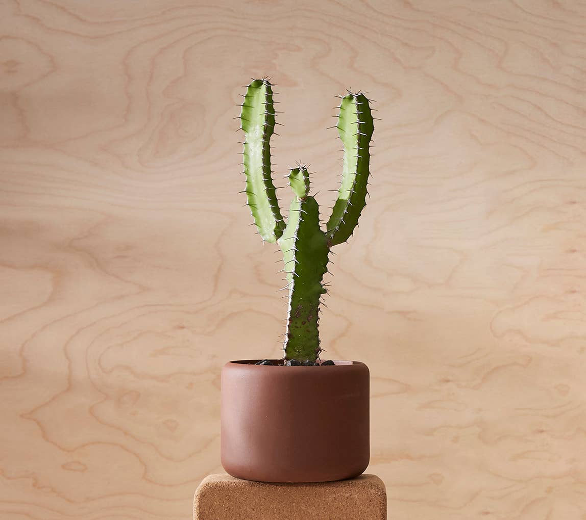 BOTANY porcelain Plant Pot SMALL: Concrete Grey