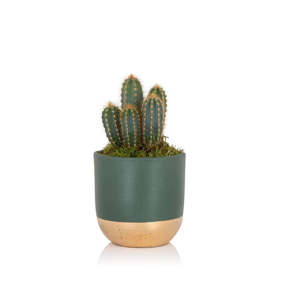 British Grown Cactus in Ceramic Pot for Indoor Décor 🌵: Small (15-30cm) / Black And Gold