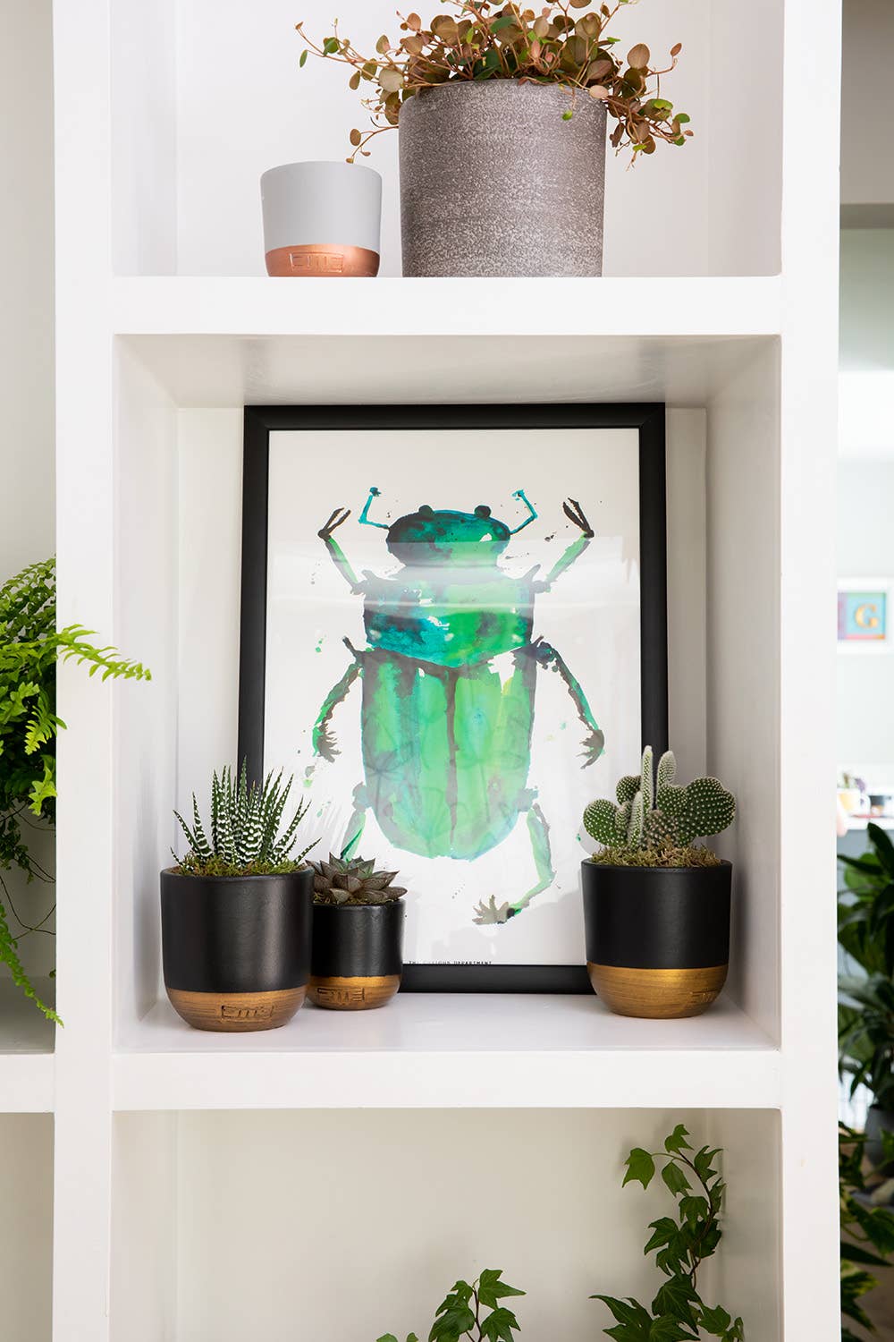 British Grown Cactus in Ceramic Pot for Indoor Décor 🌵: Small (15-30cm) / Black And Gold