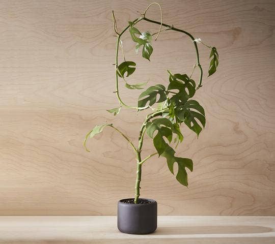 BOTANY porcelain Plant Pot SMALL: Concrete Grey