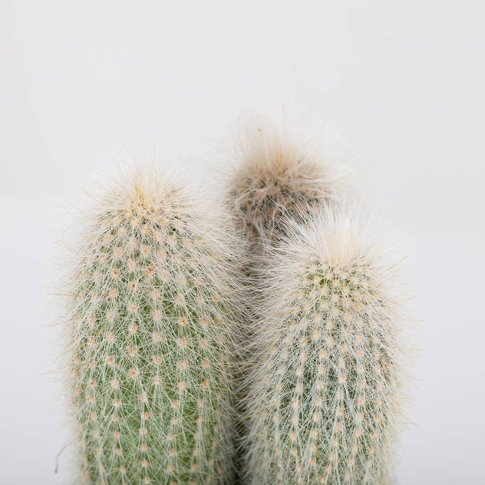 British Grown Cactus in Ceramic Pot for Indoor Décor 🌵: Small (15-30cm) / Black And Gold