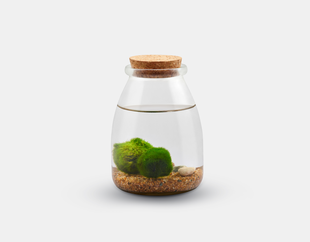 Moss Jars: Large