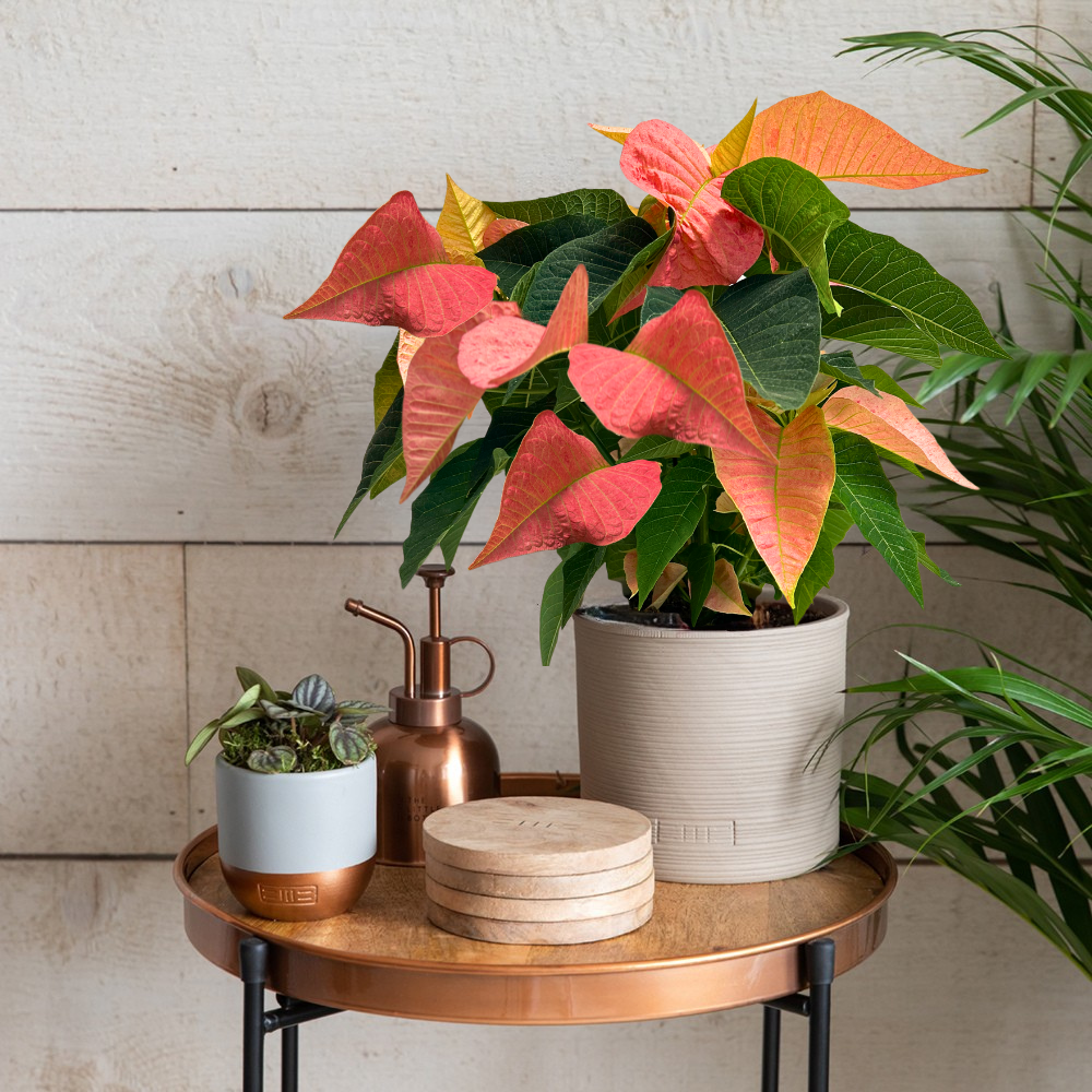 Living British Grown Pink Poinsettia in Almond stoneware pot