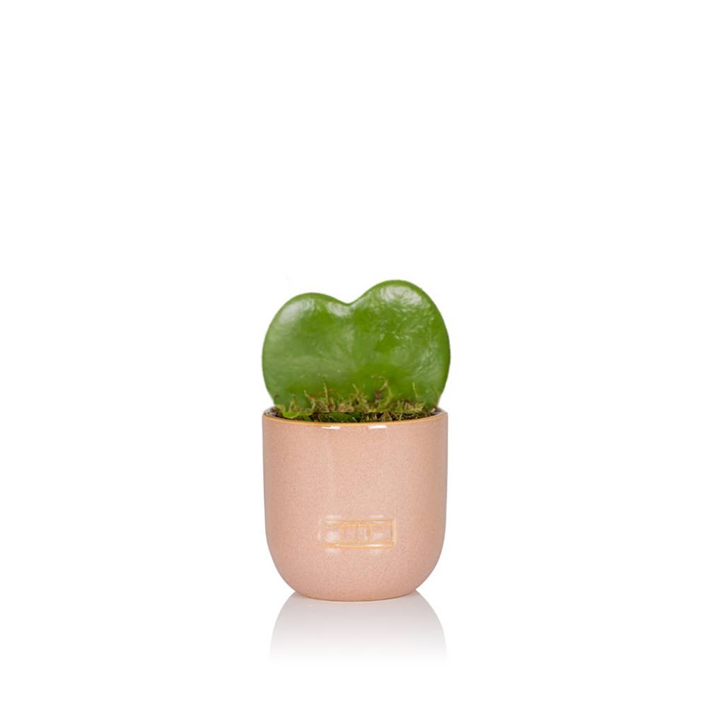 Hoya Kerrii (Single Heart) 💚: Mini (10-15cm) / Pink And Copper