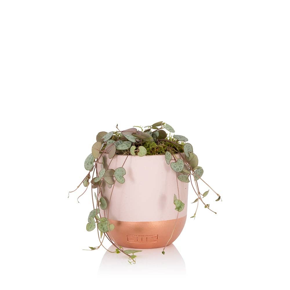 String of Hearts in ceramic pot: Small (15-30cm) / Pink And Copper