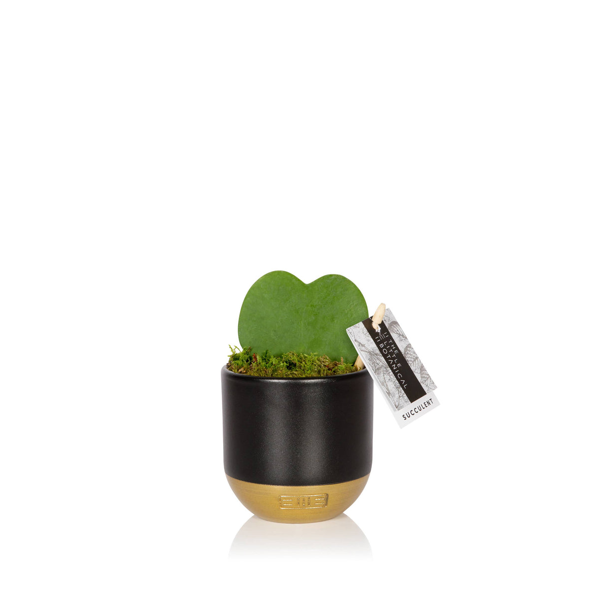 Hoya Kerrii (Single Heart) 💚: Mini (10-15cm) / Black And Gold