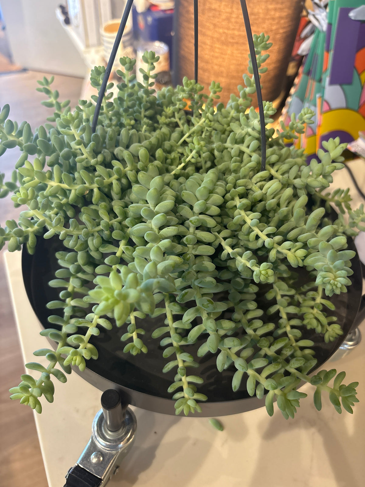 Hanging Sedum Burrito Donkey Tail Succulent Plant