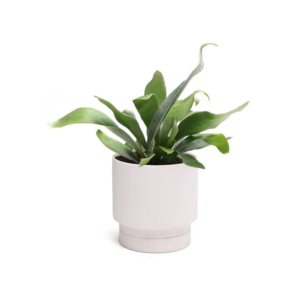 Casey Indoor Ceramic Planter Self Watering Pot: Olive