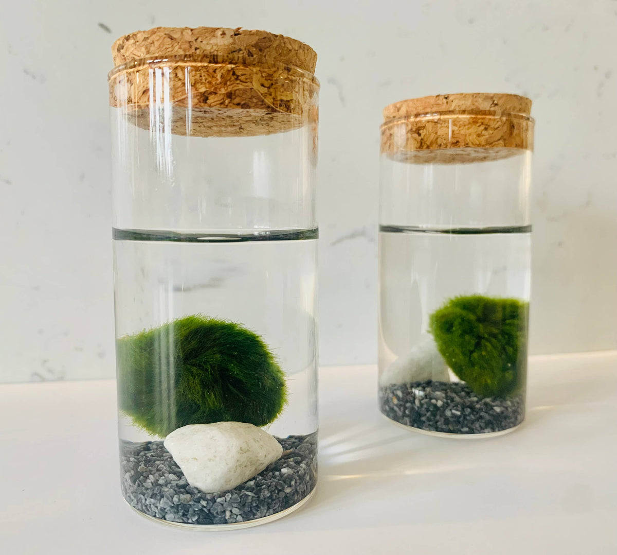 Moss Jars