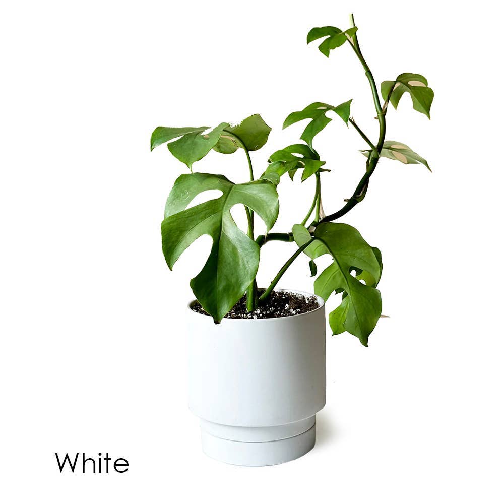 Casey Indoor Ceramic Planter Self Watering Pot: Olive