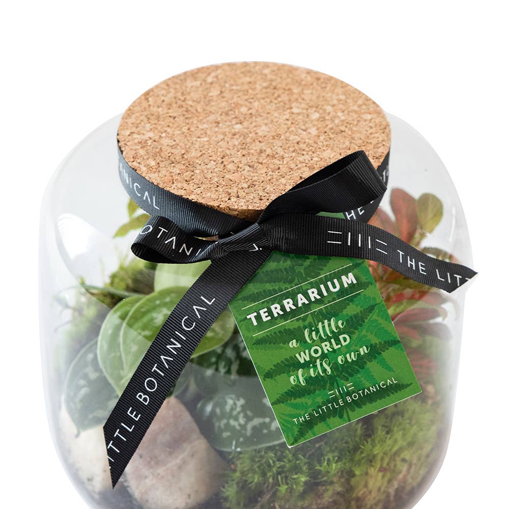 Round Glass Terrarium - Pre-Planted &amp; Easy Care
