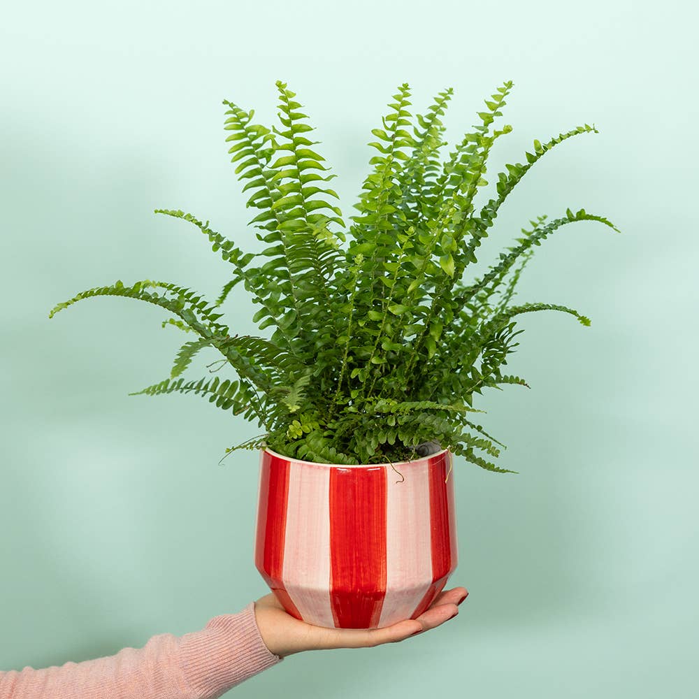 Red & Pink Stripy Ceramic Indoor Plant Pot