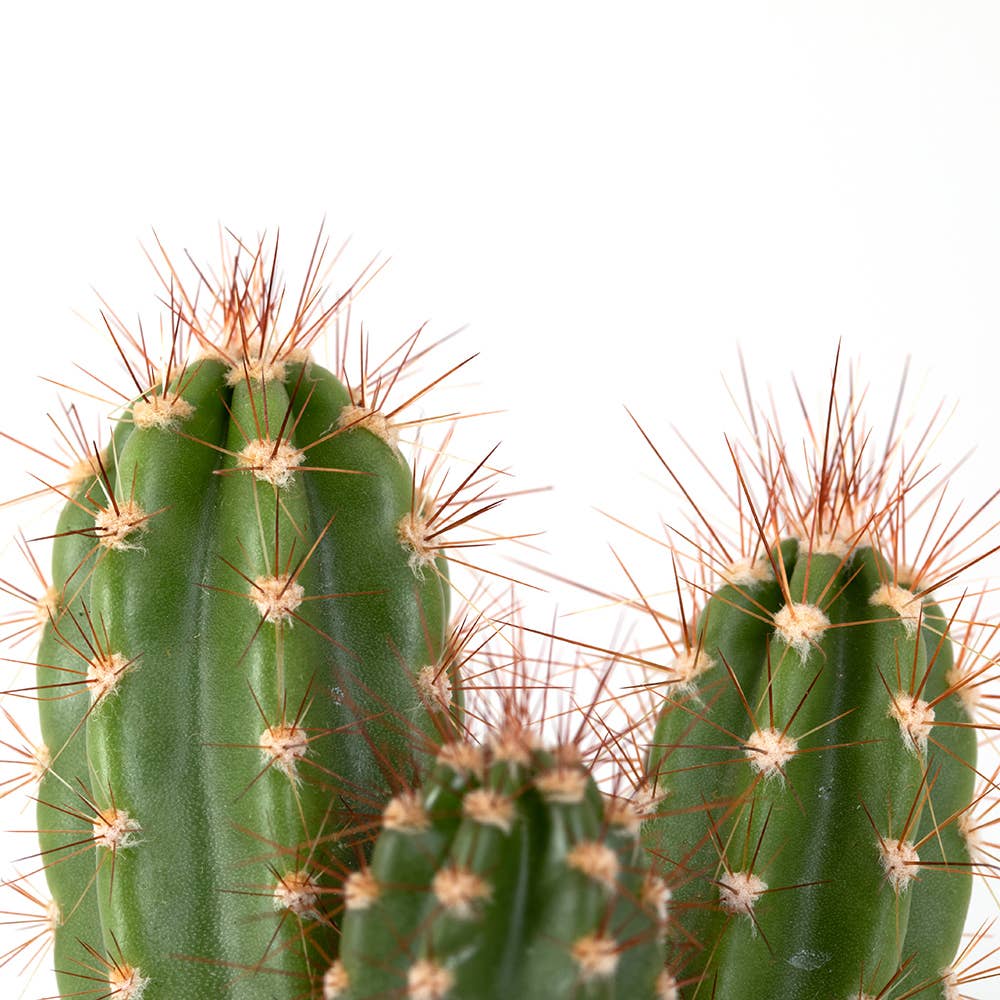 British Grown Cactus in Ceramic Pot for Indoor Décor 🌵: Small (15-30cm) / Black And Gold