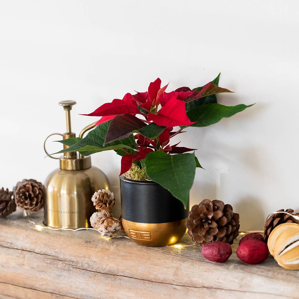 British Grown Poinsettias in black/gold pot🎅