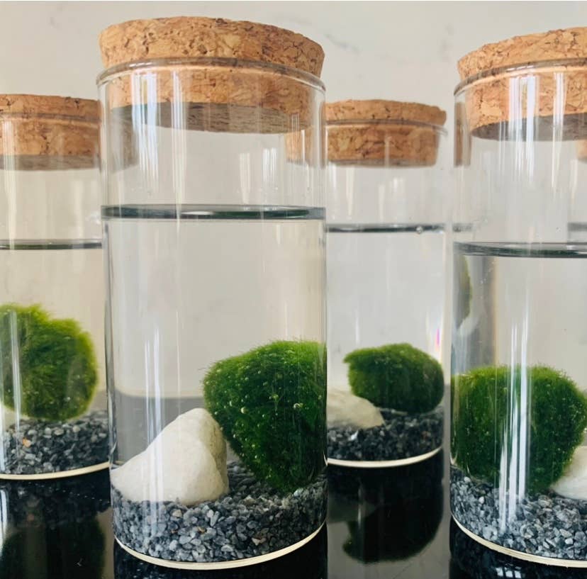 Moss Jars