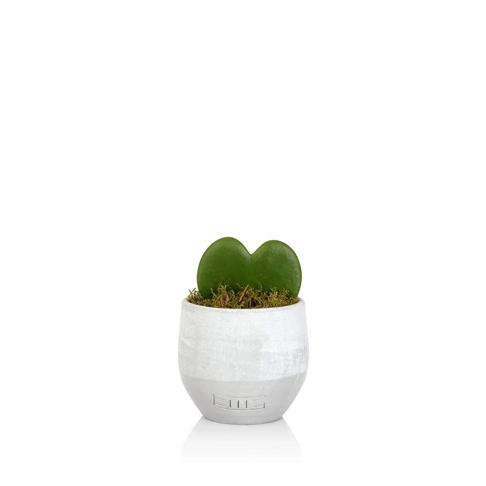 Hoya Kerrii (Single Heart) 💚: Mini (10-15cm) / Black And Gold