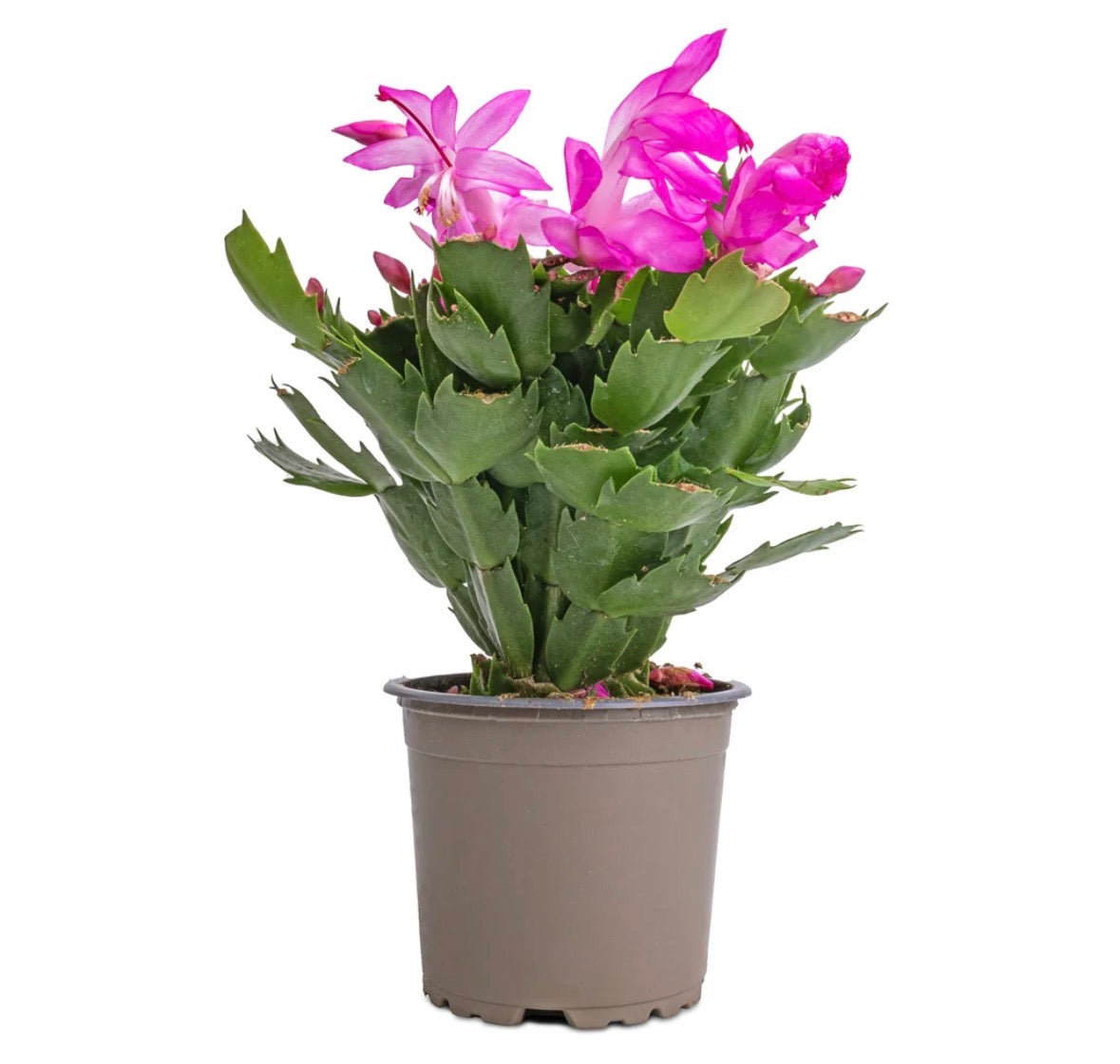 Schlumbergera Pink Christmas Cactus