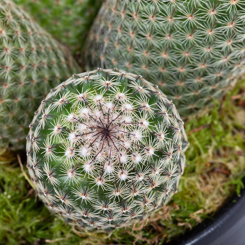 British Grown Cactus in Ceramic Pot for Indoor Décor 🌵: Small (15-30cm) / Black And Gold