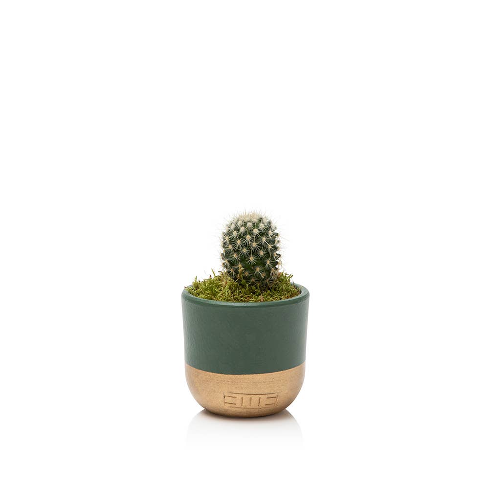 British Grown Cactus in Ceramic Pot for Indoor Décor 🌵: Small (15-30cm) / Black And Gold