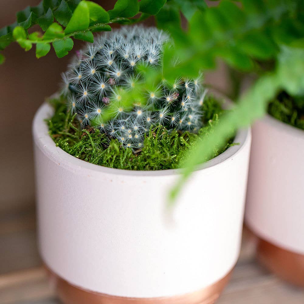 British Grown Cactus in Ceramic Pot for Indoor Décor 🌵: Small (15-30cm) / Black And Gold
