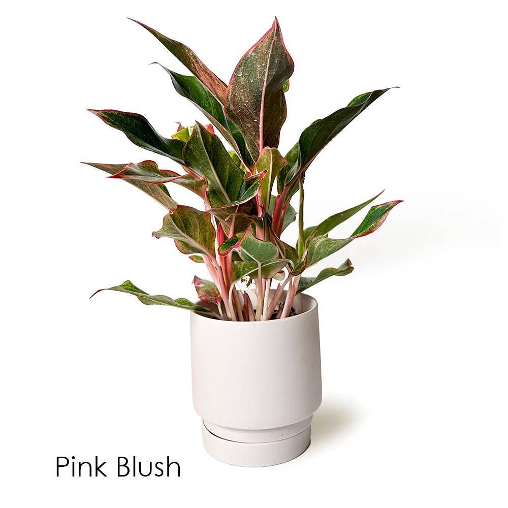 Casey Indoor Ceramic Planter Self Watering Pot: Olive