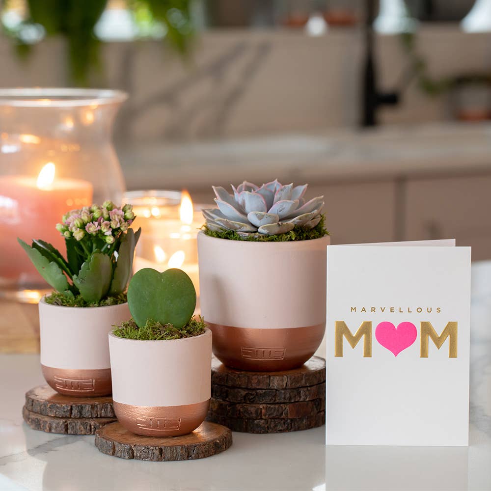 Hoya Kerrii (Single Heart) 💚: Mini (10-15cm) / Pink And Copper