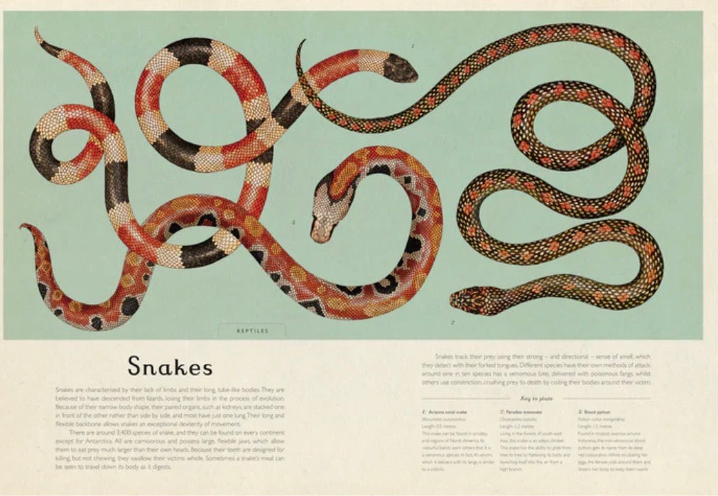 Animalium New Edition Book