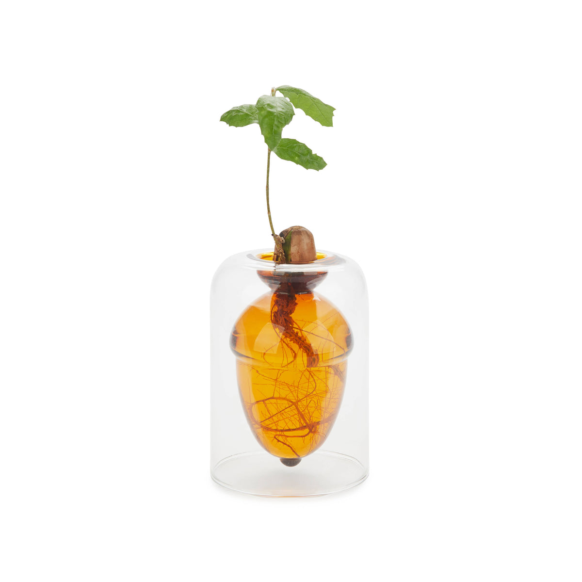 Balvi Glass Seed Grower Acorn