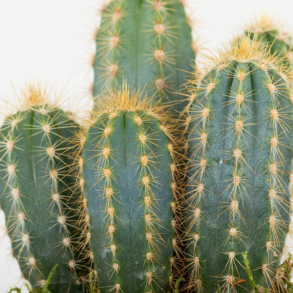 British Grown Cactus in Ceramic Pot for Indoor Décor 🌵: Small (15-30cm) / Black And Gold